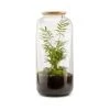 Naturalys Plantes D'intérieur Et Fleurs D'intérieur Kit Terrarium Plantes Bonbonne L (23 X 51 Cm)