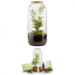 Naturalys Plantes D'intérieur Et Fleurs D'intérieur Kit Terrarium Plantes Bonbonne L (23 X 51 Cm) 6 Naturalys Plantes D'intérieur Et Fleurs D'intérieur Kit Terrarium Plantes Bonbonne L (23 X 51 Cm) -Plantes vertes Soldes kit terrarium plantes bonbonne l 23 x 51 cm 2