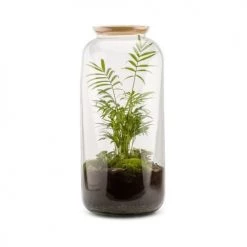 Naturalys Plantes D'intérieur Et Fleurs D'intérieur Kit Terrarium Plantes Bonbonne L (23 X 51 Cm)