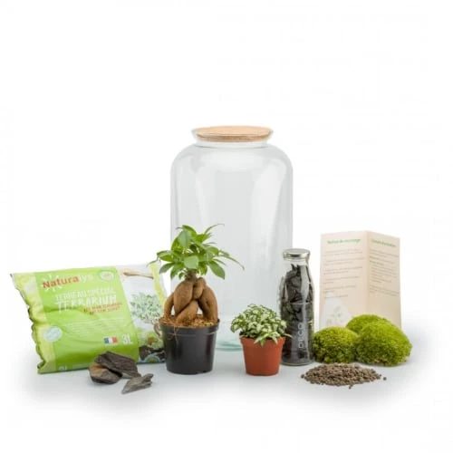 Naturalys Plantes D'intérieur Et Fleurs D'intérieur Kit Terrarium Plantes Bonbonne M (23 X 41 Cm) 2 Naturalys Plantes D'intérieur Et Fleurs D'intérieur Kit Terrarium Plantes Bonbonne M (23 X 41 Cm) – Image 2