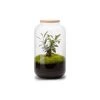 Naturalys Plantes D'intérieur Et Fleurs D'intérieur Kit Terrarium Plantes Bonbonne M (23 X 41 Cm)