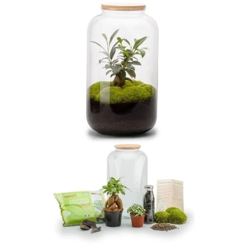 Naturalys Plantes D'intérieur Et Fleurs D'intérieur Kit Terrarium Plantes Bonbonne M (23 X 41 Cm) 3 Naturalys Plantes D'intérieur Et Fleurs D'intérieur Kit Terrarium Plantes Bonbonne M (23 X 41 Cm) – Image 3