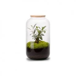 Naturalys Plantes D'intérieur Et Fleurs D'intérieur Kit Terrarium Plantes Bonbonne M (23 X 41 Cm)