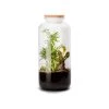 Naturalys Plantes D'intérieur Et Fleurs D'intérieur Kit Terrarium Plantes Bonbonne Mix L (23 X 51 Cm)