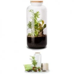 Naturalys Plantes D'intérieur Et Fleurs D'intérieur Kit Terrarium Plantes Bonbonne Mix L (23 X 51 Cm) -Plantes vertes Soldes kit terrarium plantes bonbonne mix l 23 x 51 cm 2