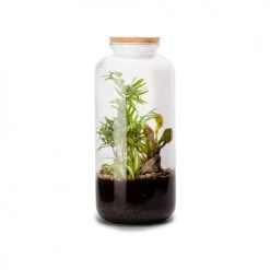 Naturalys Plantes D'intérieur Et Fleurs D'intérieur Kit Terrarium Plantes Bonbonne Mix L (23 X 51 Cm)