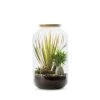Naturalys Plantes D'intérieur Et Fleurs D'intérieur Kit Terrarium Plantes Bonbonne Mix M (23 X 41 Cm)