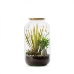 Naturalys Plantes D'intérieur Et Fleurs D'intérieur Kit Terrarium Plantes Bonbonne Mix M (23 X 41 Cm)