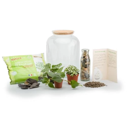 Naturalys Plantes D'intérieur Et Fleurs D'intérieur Kit Terrarium Plantes Bonbonne Mix S (24 X 31 Cm) 2 Naturalys Plantes D'intérieur Et Fleurs D'intérieur Kit Terrarium Plantes Bonbonne Mix S (24 X 31 Cm) – Image 2