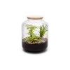 Naturalys Plantes D'intérieur Et Fleurs D'intérieur Kit Terrarium Plantes Bonbonne Mix S (24 X 31 Cm)