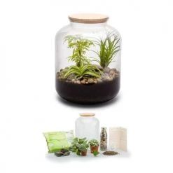 Naturalys Plantes D'intérieur Et Fleurs D'intérieur Kit Terrarium Plantes Bonbonne Mix S (24 X 31 Cm) 6 Naturalys Plantes D'intérieur Et Fleurs D'intérieur Kit Terrarium Plantes Bonbonne Mix S (24 X 31 Cm) -Plantes vertes Soldes kit terrarium plantes bonbonne mix s 24 x 31 cm 2