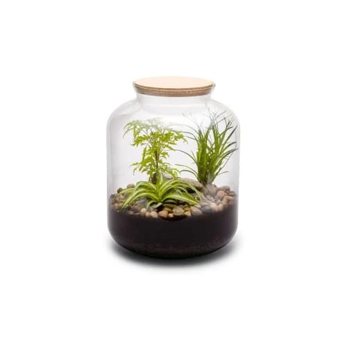 Naturalys Plantes D'intérieur Et Fleurs D'intérieur Kit Terrarium Plantes Bonbonne Mix S (24 X 31 Cm) 1 Naturalys Plantes D'intérieur Et Fleurs D'intérieur Kit Terrarium Plantes Bonbonne Mix S (24 X 31 Cm)