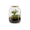 Naturalys Plantes D'intérieur Et Fleurs D'intérieur Kit Terrarium Plantes Bonbonne S (25 X 31 Cm)