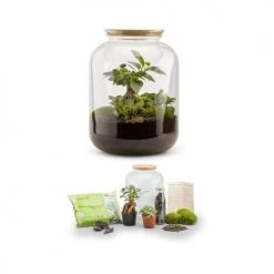 Naturalys Plantes D'intérieur Et Fleurs D'intérieur Kit Terrarium Plantes Bonbonne S (25 X 31 Cm) -Plantes vertes Soldes kit terrarium plantes bonbonne s 25 x 31 cm 2