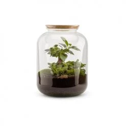 Naturalys Plantes D'intérieur Et Fleurs D'intérieur Kit Terrarium Plantes Bonbonne S (25 X 31 Cm)