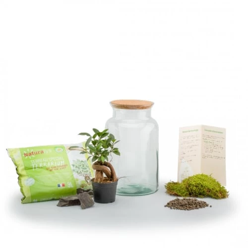 Naturalys Plantes D'intérieur Et Fleurs D'intérieur Kit Terrarium Plantes Jungle Ginseng 2 Naturalys Plantes D'intérieur Et Fleurs D'intérieur Kit Terrarium Plantes Jungle Ginseng – Image 2