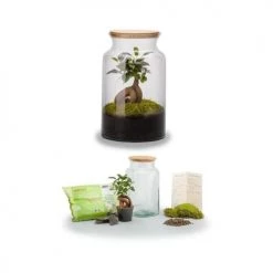 Naturalys Plantes D'intérieur Et Fleurs D'intérieur Kit Terrarium Plantes Jungle Ginseng 6 Naturalys Plantes D'intérieur Et Fleurs D'intérieur Kit Terrarium Plantes Jungle Ginseng -Plantes vertes Soldes kit terrarium plantes jungle ginseng 2