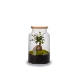 Naturalys Plantes D'intérieur Et Fleurs D'intérieur Kit Terrarium Plantes Jungle Ginseng