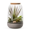 Naturalys Plantes D'intérieur Et Fleurs D'intérieur Kit Terrarium Plantes Opendo L (23 X 36 Cm)