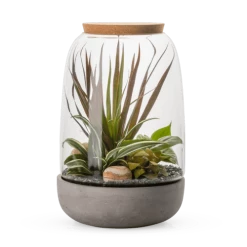 Naturalys Plantes D'intérieur Et Fleurs D'intérieur Kit Terrarium Plantes Opendo L (23 X 36 Cm)