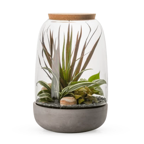 Naturalys Plantes D'intérieur Et Fleurs D'intérieur Kit Terrarium Plantes Opendo L (23 X 36 Cm) 1 Naturalys Plantes D'intérieur Et Fleurs D'intérieur Kit Terrarium Plantes Opendo L (23 X 36 Cm)