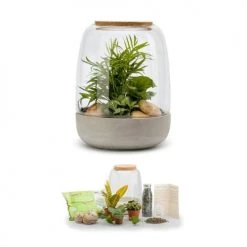Naturalys Plantes D'intérieur Et Fleurs D'intérieur Kit Terrarium Plantes Opendo M (24 X 31 Cm) 6 Naturalys Plantes D'intérieur Et Fleurs D'intérieur Kit Terrarium Plantes Opendo M (24 X 31 Cm) -Plantes vertes Soldes kit terrarium plantes opendo m 24 x 31 cm 1