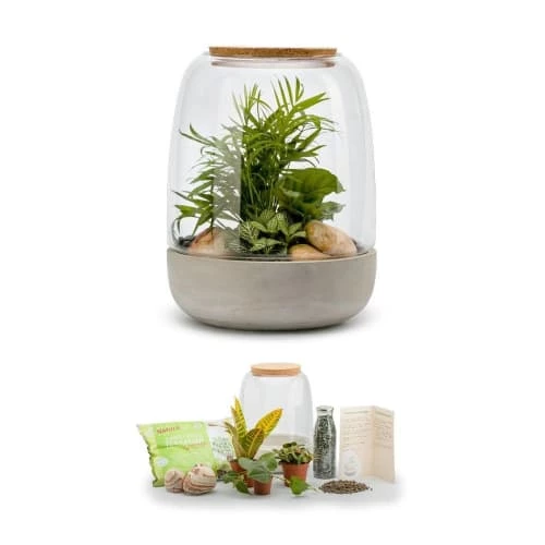 Naturalys Plantes D'intérieur Et Fleurs D'intérieur Kit Terrarium Plantes Opendo M (24 X 31 Cm) 3 Naturalys Plantes D'intérieur Et Fleurs D'intérieur Kit Terrarium Plantes Opendo M (24 X 31 Cm) – Image 3