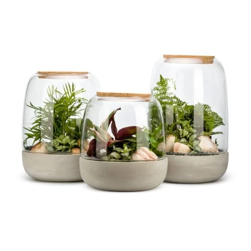 Naturalys Plantes D'intérieur Et Fleurs D'intérieur Kit Terrarium Plantes Opendo M (24 X 31 Cm) 4 Naturalys Plantes D'intérieur Et Fleurs D'intérieur Kit Terrarium Plantes Opendo M (24 X 31 Cm) – Image 4