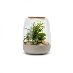 Naturalys Plantes D'intérieur Et Fleurs D'intérieur Kit Terrarium Plantes Opendo M (24 X 31 Cm)