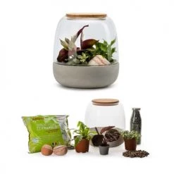 Naturalys Plantes D'intérieur Et Fleurs D'intérieur Kit Terrarium Plantes Opendo S (23 X 25 Cm) -Plantes vertes Soldes kit terrarium plantes opendo s 23 x 25 cm 1