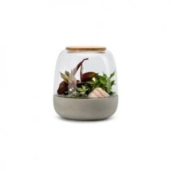 Naturalys Plantes D'intérieur Et Fleurs D'intérieur Kit Terrarium Plantes Opendo S (23 X 25 Cm)