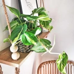 Réconciliation Végétale Plantes D'intérieur Et Fleurs D'intérieur Lierre Du Diable Sans Cache-pot -Plantes vertes Soldes lierre du diable sans cache pot 2