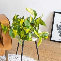 Réconciliation Végétale Plantes D'intérieur Et Fleurs D'intérieur Lierre Du Diable Sans Cache-pot