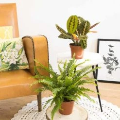 Réconciliation Végétale Plantes D'intérieur Et Fleurs D'intérieur Lot De 2 Plantes Dépolluantes Sans Cache-pot