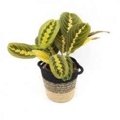 Réconciliation Végétale Plantes D'intérieur Et Fleurs D'intérieur Lot De 2 Plantes Dépolluantes Sans Cache-pot -Plantes vertes Soldes lot de 2 plantes depolluantes sans cache pot 3