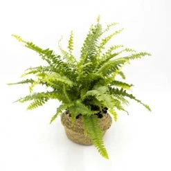 Réconciliation Végétale Plantes D'intérieur Et Fleurs D'intérieur Lot De 4 Plantes Dépolluantes Sans Cache-pot -Plantes vertes Soldes lot de 4 plantes depolluantes sans cache pot 2