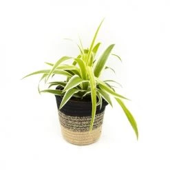 Réconciliation Végétale Plantes D'intérieur Et Fleurs D'intérieur Lot De 4 Plantes Dépolluantes Sans Cache-pot -Plantes vertes Soldes lot de 4 plantes depolluantes sans cache pot 3