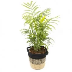 Réconciliation Végétale Plantes D'intérieur Et Fleurs D'intérieur Lot De 4 Plantes Dépolluantes Sans Cache-pot -Plantes vertes Soldes lot de 4 plantes depolluantes sans cache pot 4