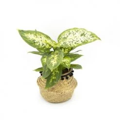 Réconciliation Végétale Plantes D'intérieur Et Fleurs D'intérieur Lot De 4 Plantes Dépolluantes Sans Cache-pot -Plantes vertes Soldes lot de 4 plantes depolluantes sans cache pot 5