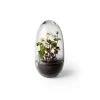Design House Stockholm Plantes D'intérieur Et Fleurs D'intérieur Mini-serre Grow Verre Fait à La Main Transparent L