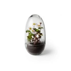 Design House Stockholm Plantes D'intérieur Et Fleurs D'intérieur Mini-serre Grow Verre Fait à La Main Transparent L