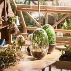 Design House Stockholm Plantes D'intérieur Et Fleurs D'intérieur Mini-serre Grow Verre Fait à La Main Transparent L -Plantes vertes Soldes mini serre grow verre fait a la main transparent l 3