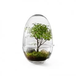 Design House Stockholm Plantes D'intérieur Et Fleurs D'intérieur Mini-serre Grow Verre Fait à La Main Transparent XL