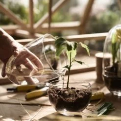 Design House Stockholm Plantes D'intérieur Et Fleurs D'intérieur Mini-serre Grow Verre Fait à La Main Transparent XL -Plantes vertes Soldes mini serre grow verre fait a la main transparent xl 3