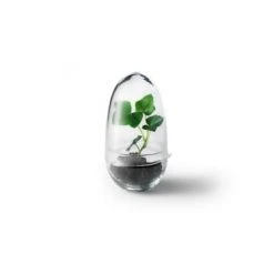 Design House Stockholm Plantes D'intérieur Et Fleurs D'intérieur Mini-serre Grow Verre Soufflé Transparent S
