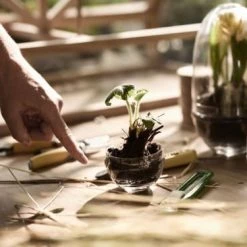 Design House Stockholm Plantes D'intérieur Et Fleurs D'intérieur Mini-serre Grow Verre Soufflé Transparent S -Plantes vertes Soldes mini serre grow verre souffle transparent s 4