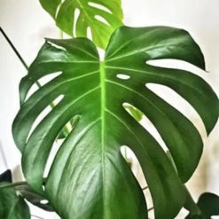 Réconciliation Végétale Plantes D'intérieur Et Fleurs D'intérieur Monstera Plante D'intérieur Avec Cache-pot -Plantes vertes Soldes monstera plante d interieur avec cache pot 2