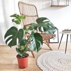 Réconciliation Végétale Plantes D'intérieur Et Fleurs D'intérieur Monstera Plante D'intérieur Avec Cache-pot