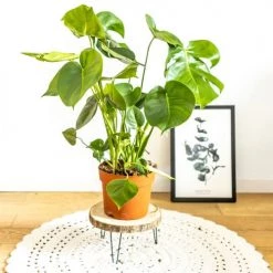 Réconciliation Végétale Plantes D'intérieur Et Fleurs D'intérieur Monstera Plante D'intérieur Avec Cache-pot -Plantes vertes Soldes monstera plante d interieur avec cache pot 3