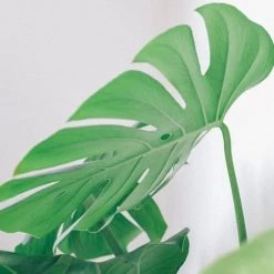 Réconciliation Végétale Plantes D'intérieur Et Fleurs D'intérieur Monstera Plante D'intérieur Avec Cache-pot -Plantes vertes Soldes monstera plante d interieur avec cache pot 4